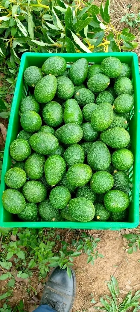 Li's Product Image